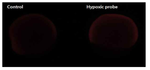 발생배아기에 Hypoxia의 존재를 확인함