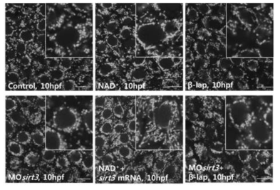 미토콘드리아 퓨전촉진에 NAD+활성을 요구하는 Sirt3