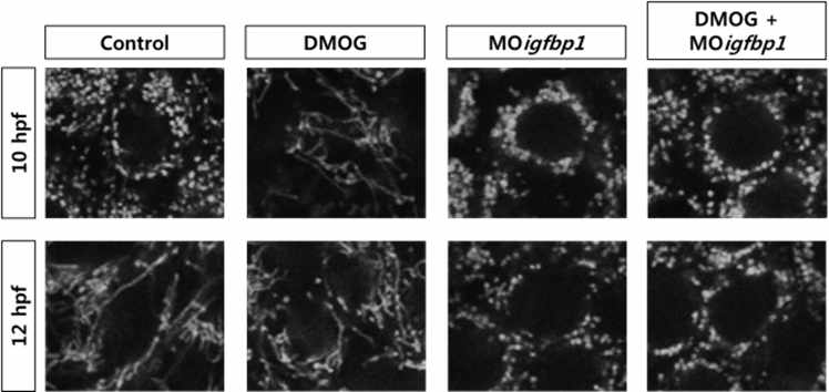 미토콘드리아 퓨전 촉진 효과의 DMOG 기전에 igfbp1a가 요구됨