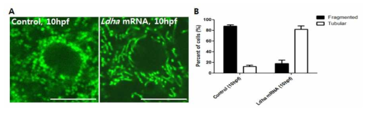 Lactate dehydrogenase A (Ldha) mRNA 의한 미토콘드리아의 fusion 변화