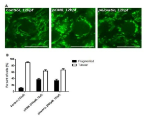 Lactate transporter 저해제에 의한 미토콘드리아의 fusion 변화