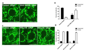 sirt3의 과발현과 발현저해에 의한 미토콘드라아의 변화