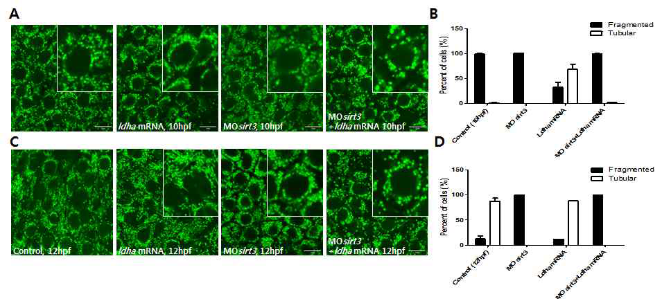 Ldha의 과발현과 Sirt3 발현저해 의한 미토콘드리아의 변화
