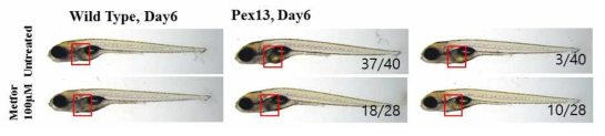 pex13 돌연변이 제브라피쉬에 metformin 처리시 지방간 표현형 회복 결과