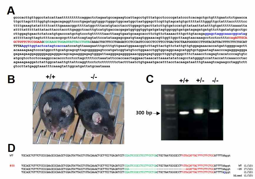 TMEM135 유전자 염기서열, Crisper/Cas9 KO 용 Germline transmission sequence, 및 KO마우스