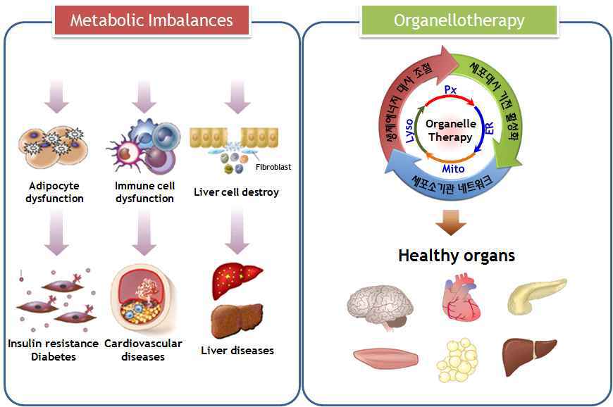 세포소기관 기능회복을 통한 새로운 만성대사 질환 치료 (organellotherapy) 개념 세포소기관의 비정상적인 기능으로 인한 다양한 만성대사질환 및 노인성질환(왼쪽 위)의 기존 치료의 한계를 넘어, 본 연구에서는 근본적인 치료로 세포소기관 네트워크의 기능복원 기전을 통해 생체에너지 대사를 재활성화(오른쪽 위)하는 새로운 개념의 기술개발