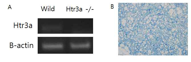갈색지방에서 Htr3a mRNA gene expression을 확인함