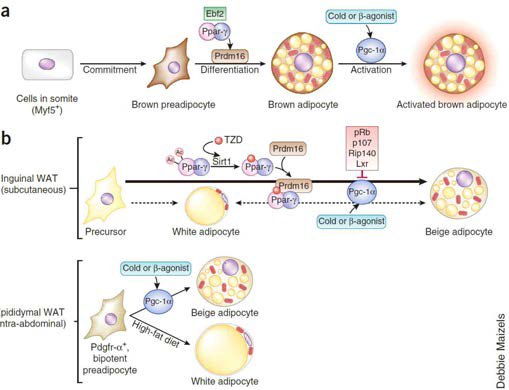 갈색 지방세포와 베이지 지방세포의 분화과정 및 백색지방과의 관계 (Harms et.al. Nature Medicine 2013)