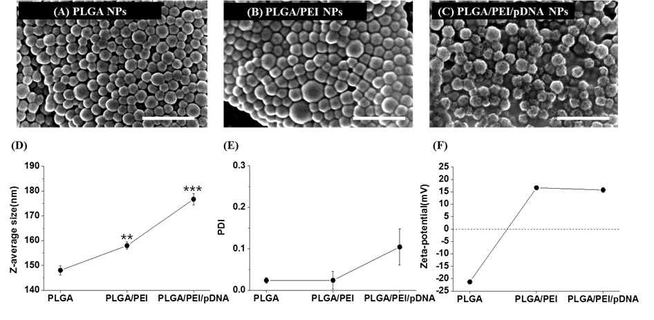 나노입자의 특성 분석 (a-c) PLGA, PLGA/PEI, PLGA/PEI/pDNA 나노입자의 SEM 이미지, (d) Z-average 사이즈, (e) Polydispersity index (PDI), (f) 제타 포텐셜 변화 (n=3, ±SD, **: p<0.01, ***: p<0.001)