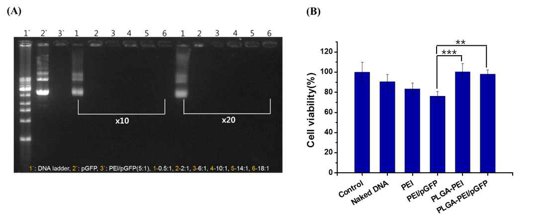 겔-전기영동 및 세포 친화성 분석. (a) 겔-전기영동 분석을 통한 PLGA와 PEI간의 weight ratio와 PEI와 유전자 간의 NP ratio에 의한 유전자의 탑재 능력, (b) MTT assay를 통한 각 나노입자의 세포 독성 분석(n=3, ±SD, **: p<0.01, ***: p<0.001)