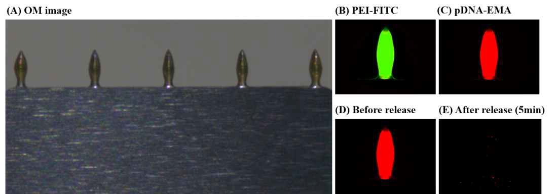 나노입자의 코팅 이미지. (a) OM 이미지, (b-c) 녹색, 빨강 형광 표지된 나노입자, (d-e) 마이크로니들 표면 나노입자의 피내 전달 kinetics (돼지피부에 찌르기 전: 0min, 찌른 후: 3 min)
