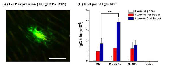 In-vivo에서 쥐 피부내의 녹색형광 단백질 발현 이미지 및 항체형성 테스트. (a) 10ug 의 pGFP를 전달한 마우스 피부의 녹색형광 단백질 발현 이미지, (b) ELISA에 의한 IgG end-point titer 측정 (n=10, ±SD, cut-off: average+2SD, **: p<0.01)