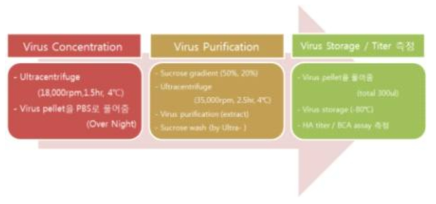 Experimental process of influenza A type inactivated vaccine production