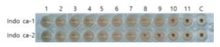 Egg propagation of A/Indonesia/5/05 (H5N1) virus