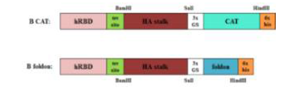 Constructs of recombinant Influenza B virus HA stalk fusion protein