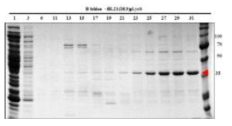 Purification of B foldon