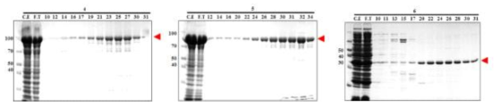 Construct 3, 4, 5 융합단백질의 Ni+ chromatography