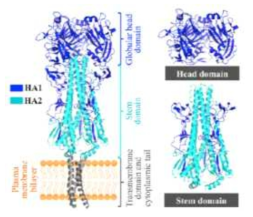 Influenza HA structure (Yuan Lu et al. PNAS 2013)