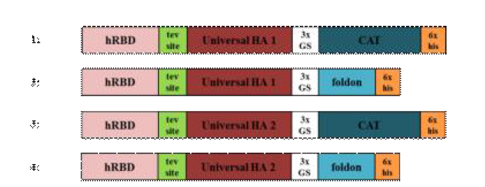 Constructs of recombinant universal HA fusion protein