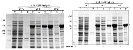 Expression of hRBD-universal HA1-CAT(1) and hRBD-universal HA1-foldon(2)