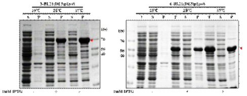 Expression of hRBD-universal HA2-CAT(3) and hRBD-universal HA2-foldon(4)