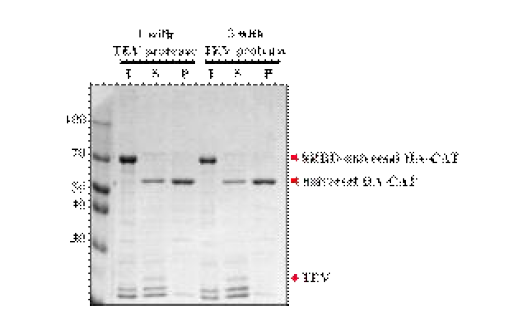 16℃에서 cleavage 후 solubility test