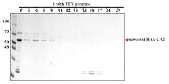 TEV protease와 reaction 후 size exclusion chromatography