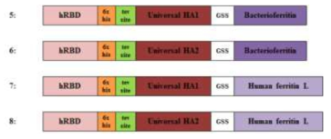 Constructs of recombinant Universal HA-Ferritin fusion protein