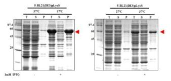 Expression of hRBD-universal HA-1-Bacterioferritin (5)