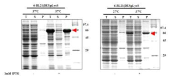 Expression of hRBD-universal HA-2-Bacterioferritin (6)