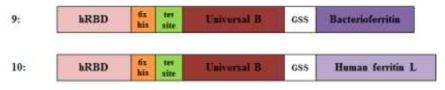 Constructs of recombinant Universal B-Ferritin fusion protein