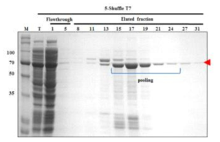 Nickel-affinity chromatography of hRBD3-Universal HA1-Bacterioferritin (5)