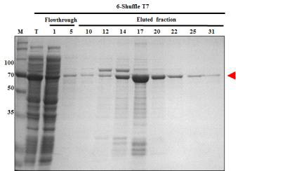 Nickel-affinity chromatography of hRBD3-Universal HA2-Bacterioferritin (6)