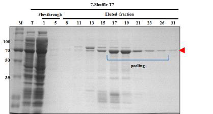Nickel-affinity chromatography of hRBD3-Universal HA1-Human ferritin L (7)