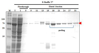 Nickel-affinity chromatography of hRBD3-Universal HA2-Human ferritin L (8)