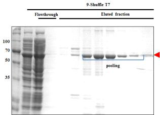 Nickel-affinity chromatography of hRBD3-Universal B-Bacterioferritin (9)