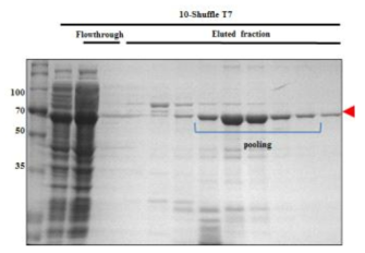 Nickel-affinity chromatography of hRBD3-Universal B-Human ferritin L (10)