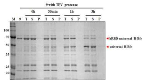 9번 융합단백질의 TEV cleavage test 및 solubility test