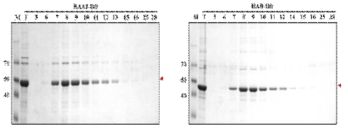 Size exclusion chromatography of universial HA-A-2-Bacterioferritin and universial HA-B-Bacterioferritin