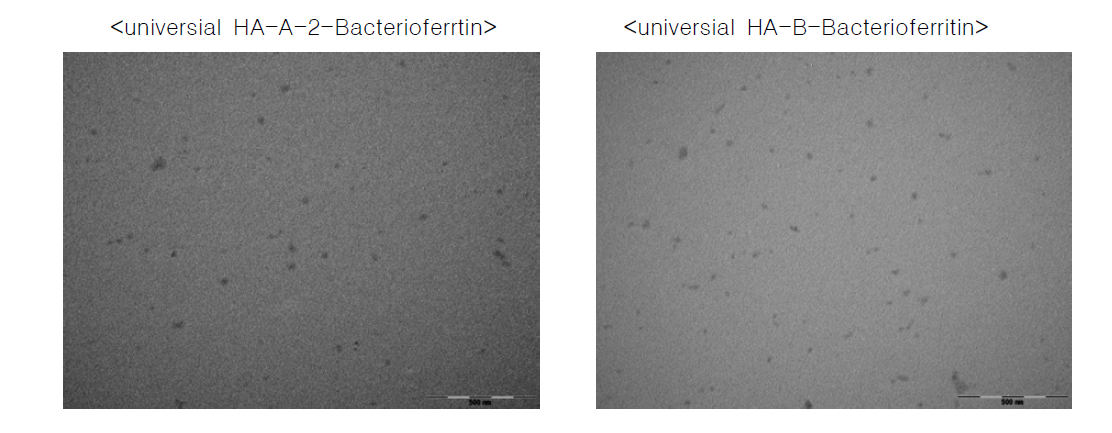 Transmission electronic microscopy of universial HA-A-2-Bacterioferritin and universial HA-B-Bacterioferritin