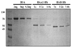 Quantification of universial HA-A-2-Bacterioferritin and universial HA-B-Bacterioferritin