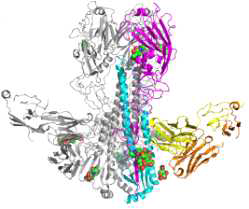 CR6261 Fab-HA complex structure (Ekiert et al. Science 2009)