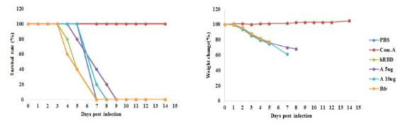 survival rate and weight change of mice infected A virus