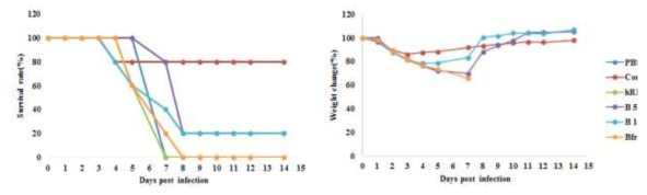 survival rate and weight change of mice infected B virus