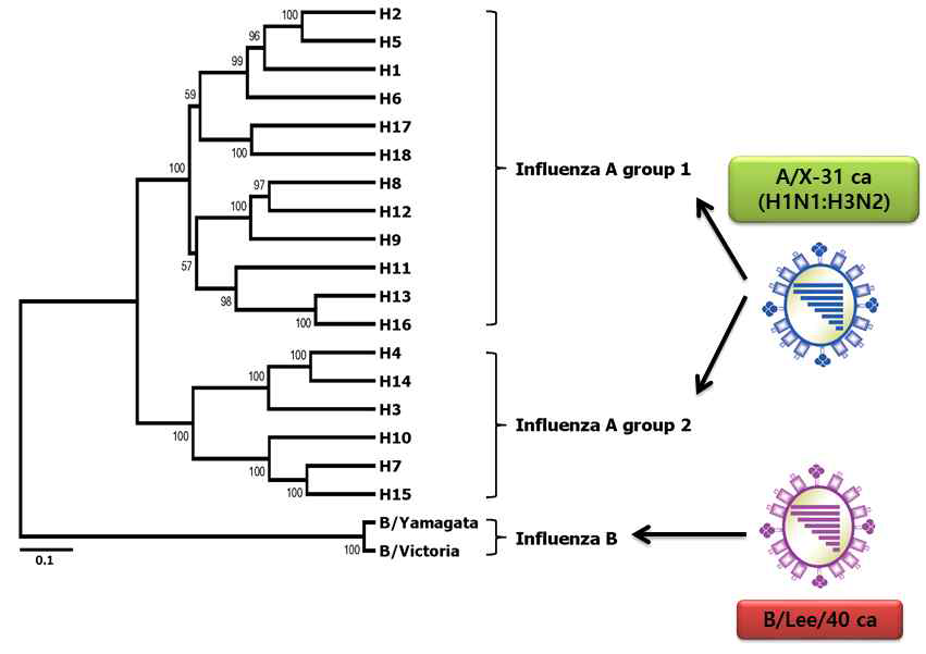 Influenza A virus HA protein의 phylogenetic tree