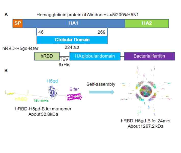 hRID-HA globular domain-Bacterial ferritin의 나노 particle 형성 모식도