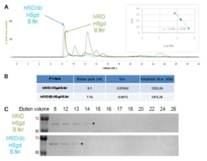 Size exclusion chromatography를 이용한 hRID-H5gd-B.fer 단백질의 oligomeric status 측정