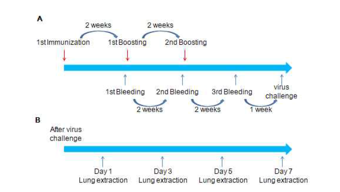 Schedule of mouse test