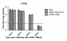 Viral titer in lung of mice infected rH5N1 virus