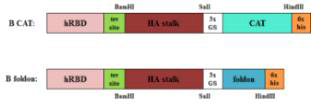 Constructs of recombinant Influenza B virus HA stalk fusion protein